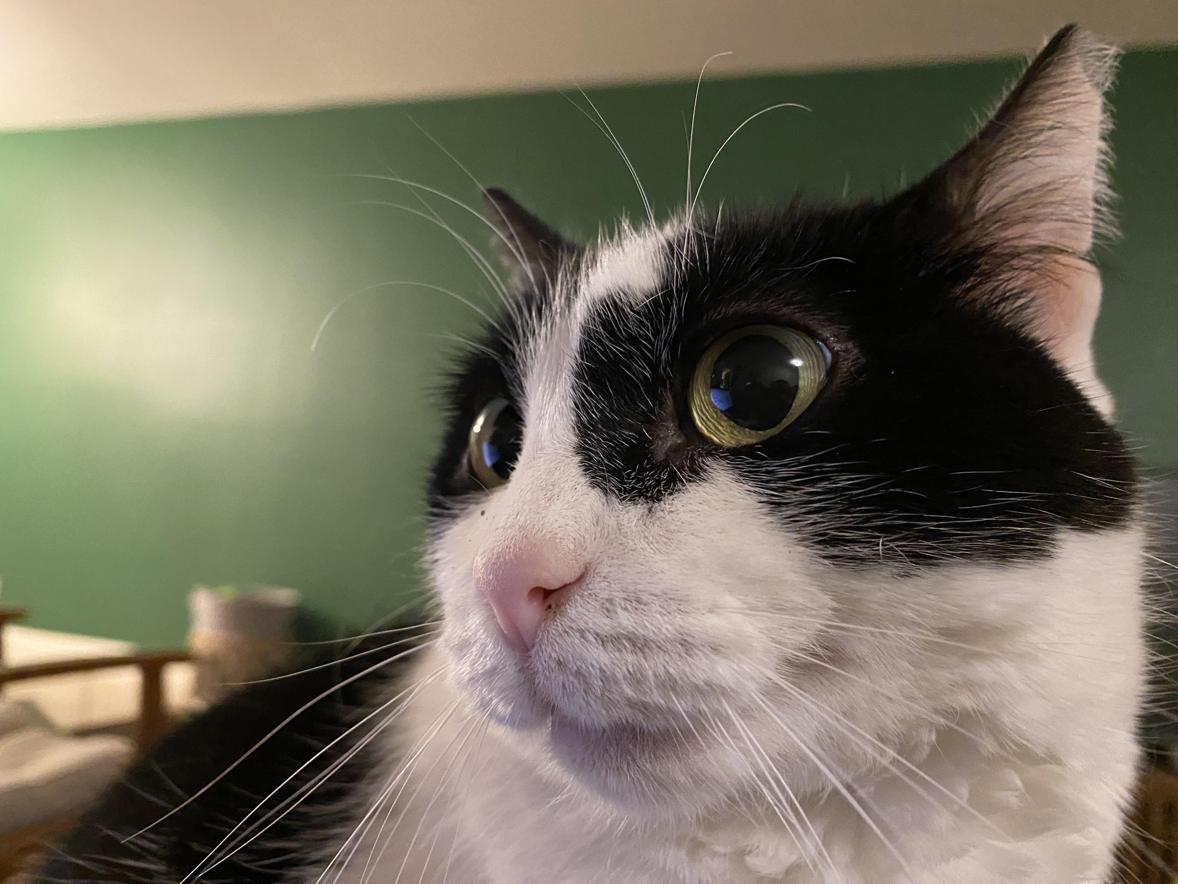 My cat (1)