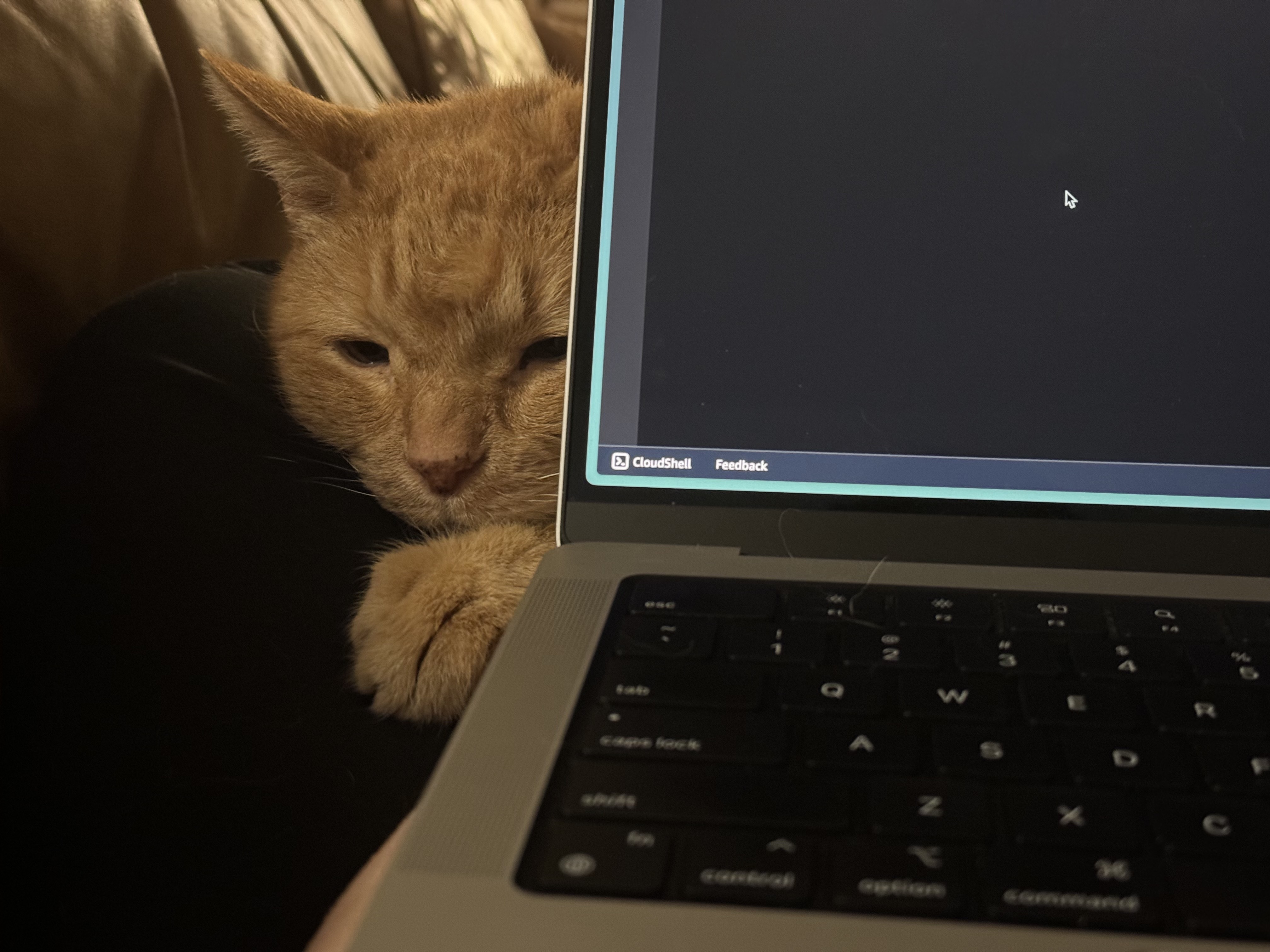 My cat (2)