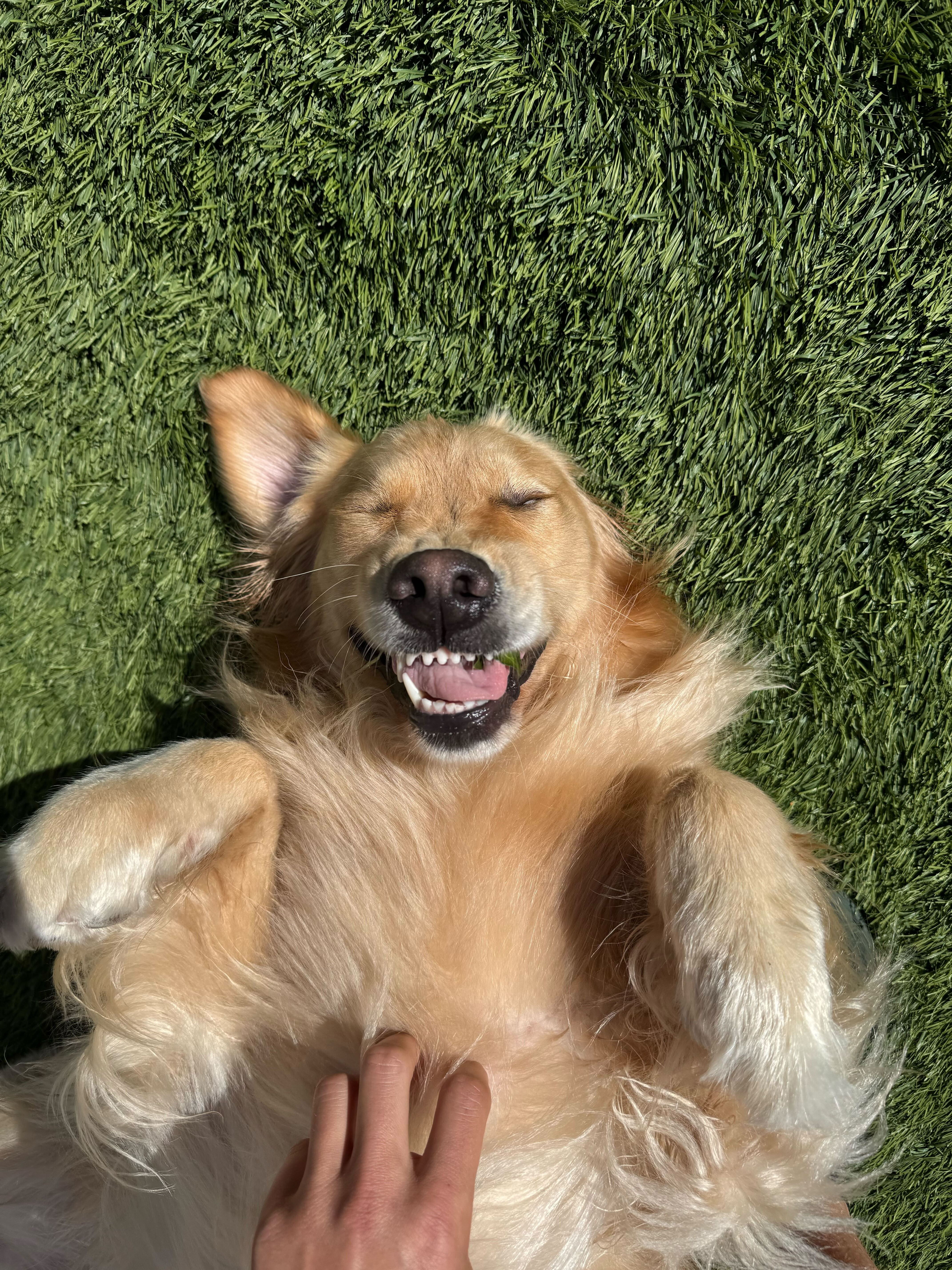 My dog